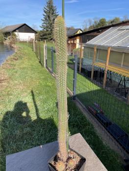 Cleistocactus spec.